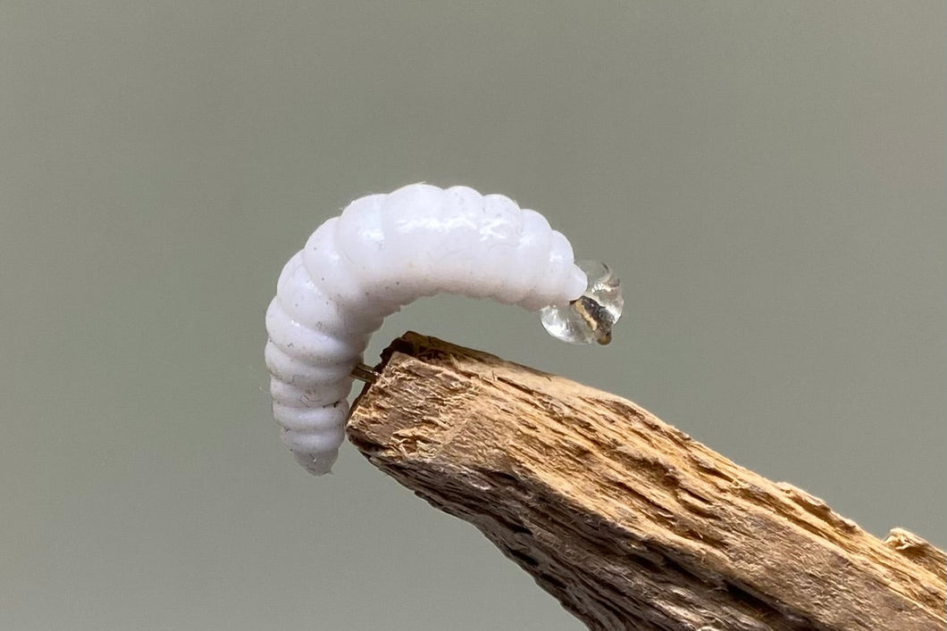 Lumi Bead White Jelly Maggot x 3  (Barbed)