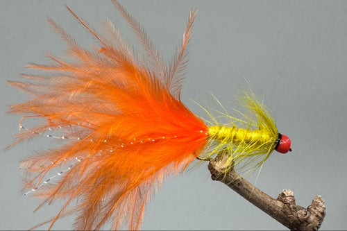 Orange head yellow & orange dancer x 3  (Barbed)