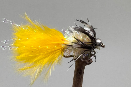 Yellow Loynton Guineas x 3  (barbed)