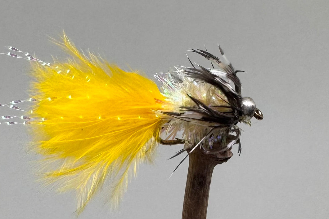 Yellow Loynton Guineas x 3  (barbed)