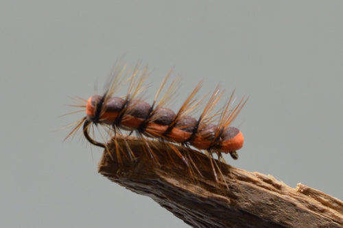 Brown Caterpillar