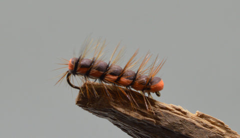 Brown Caterpillar