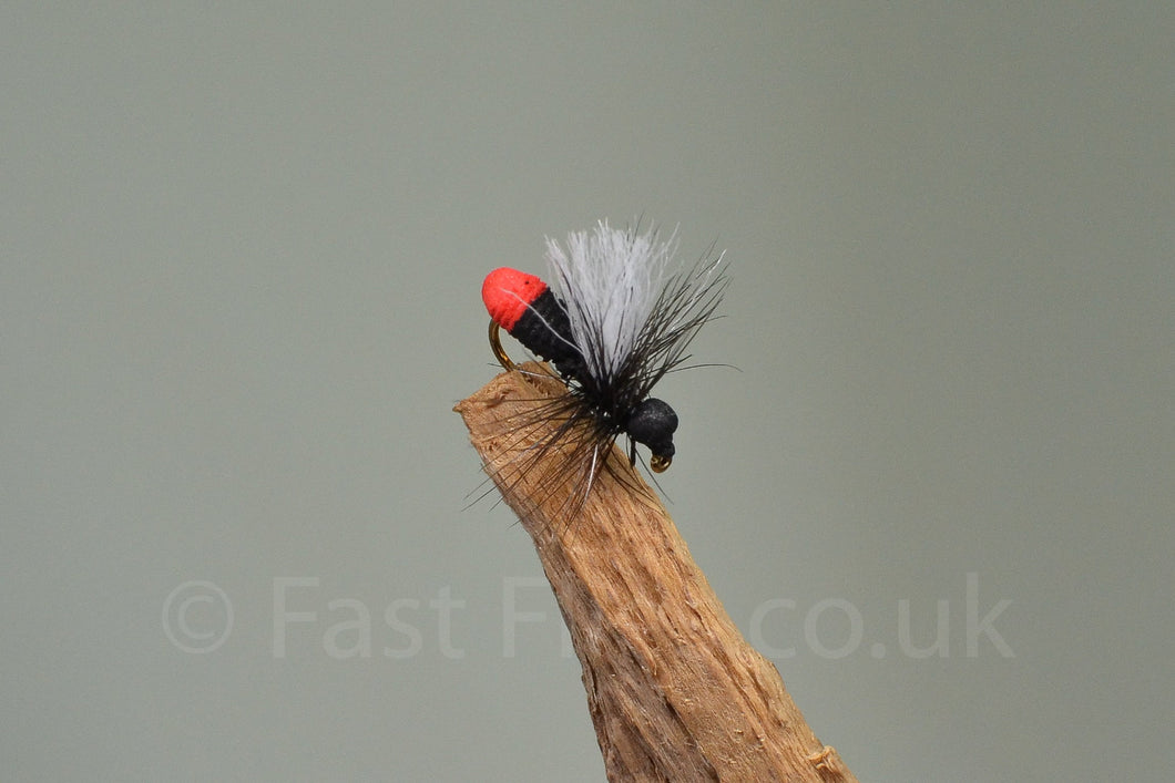 Red Butt Ant