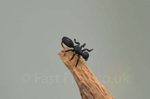 True Ant Black