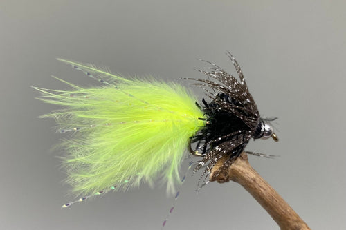 Loynton Guineas Viva x 3  (Barbed)