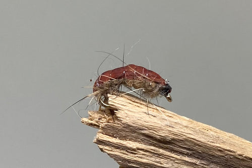 Hares Ear & Cream Czech x 3