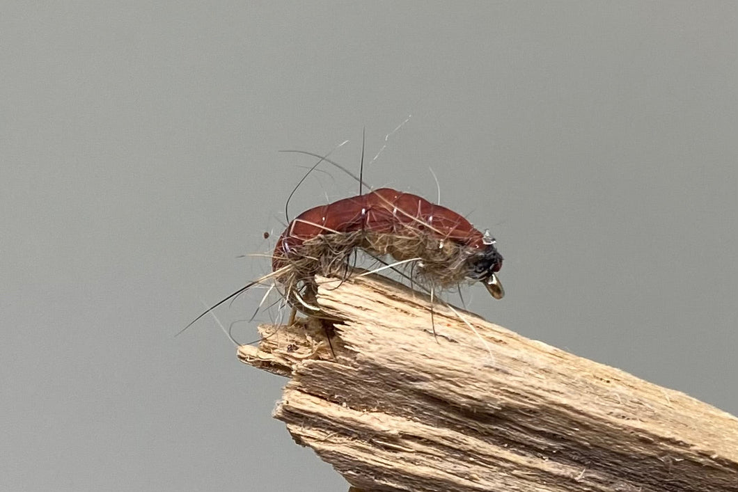 Hares Ear & Cream Czech x 3