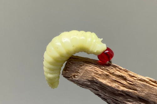 Cream Jelly Maggots x 3  (Barbed)