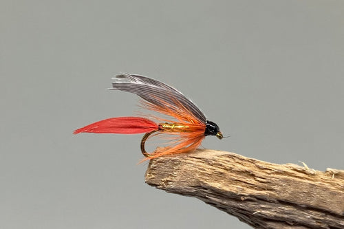 Gold Butcher x 3  (Barbed)